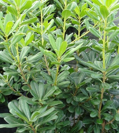 Pittosporum Glynn Saint Mary